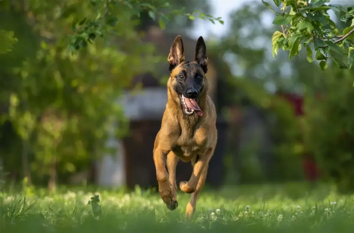 Army Dog Centre Pakistan team on active mission with trained security K9 units