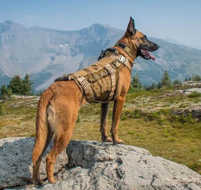 Dog with handler during ceremony